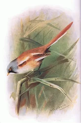 Mésange à moustaches, de Oiseaux britanniques publié par Longmans, 1932